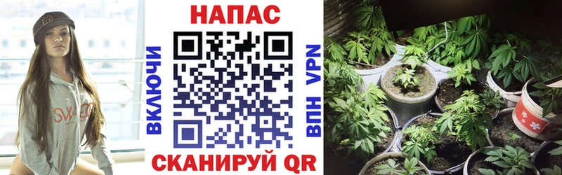 Шишки марихуана семена  Болхов 